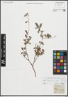Foto von Salix repens L.